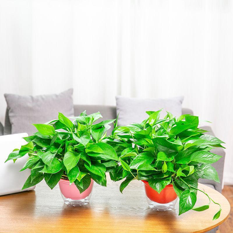 1621496440549406.jpg src=http___imgservice.suning.cn_uimg1_b2c_image_tm4u_Z_RvDemsHCK-pCGqA.jpg_800w_800h_4e&refer=http___imgservice.suning.jpg